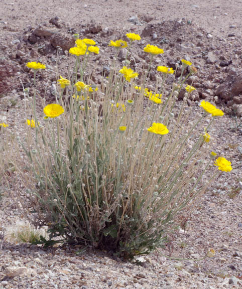 Baileya multiradiata